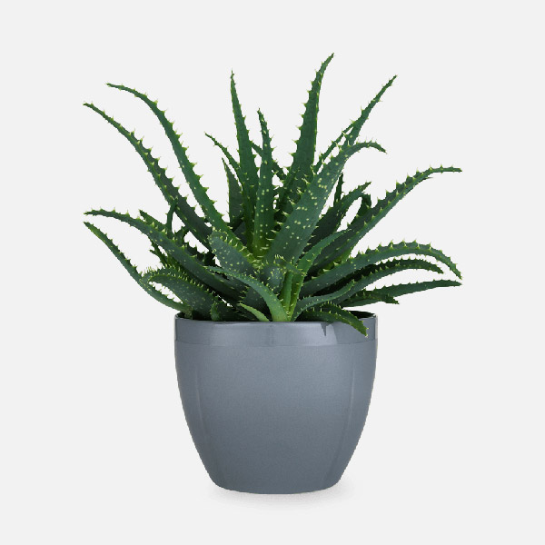 الألوي فيرا Aloe Vera