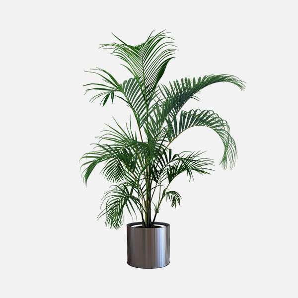 أريكا بالم Areca Palm