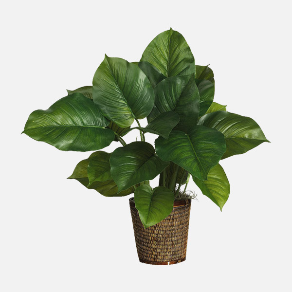 جولدن بوثوس Golden Pothos