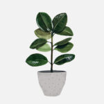 هولي اليابانية Japanese Holly