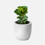 فيكس ليراتا Ficus lyrata