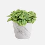 نبتة العصب Fittonia