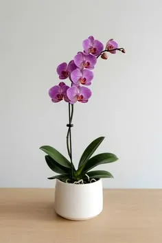 Élégance Pourpre Élégance Pourpre - الصورة 1